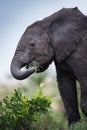 Eating small elephants in Masai Mara Kenya Royalty Free Stock Photo