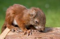 Eating squirrel baby Royalty Free Stock Photo