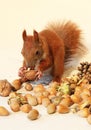 Eating squirrel Royalty Free Stock Photo