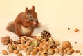 Eating squirrel Royalty Free Stock Photo