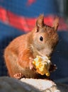 Eating squirrel Royalty Free Stock Photo