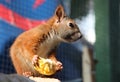 Eating squirrel Royalty Free Stock Photo