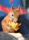 Eating squirrel Royalty Free Stock Photo