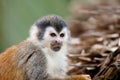 Eating squirrel monkey Royalty Free Stock Photo