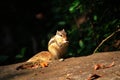 Eating squirrel stock photo