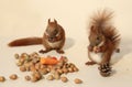 Eating squirrels Royalty Free Stock Photo