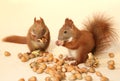 Eating squirrels Royalty Free Stock Photo