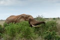 Eating Time - African Bush Elephant Royalty Free Stock Photo