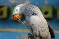 Eating time a parrot is eating