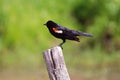 Eating time for red-winged Blackbird 2 Royalty Free Stock Photo