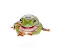 Eating tree frog Royalty Free Stock Photo