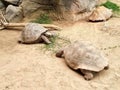 three eating turtles on the rock