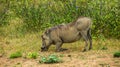 Eating warthog on savannah, Kenya Royalty Free Stock Photo
