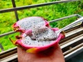 Eating White dragon fruit with a spoon, dragon fruit is a tropical fruit, skin is soft with scales and pink in colour Royalty Free Stock Photo