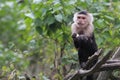 Eating white throated capuchin Royalty Free Stock Photo