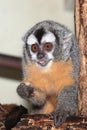 Bolivian night monkey Royalty Free Stock Photo