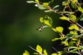 Eauropean Paper Wasp and Dogbane Royalty Free Stock Photo