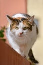 Eauropean shorthair Calico Cat Royalty Free Stock Photo