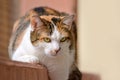 Eauropean shorthair Calico Cat Royalty Free Stock Photo