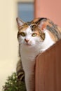 Eauropean shorthair Calico Cat Royalty Free Stock Photo