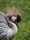 eautiful bird, Grey Crowned Crane with blue eye and red wattle