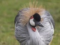 Eautiful bird, Grey Crowned Crane with blue eye and red wattle