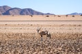 Eautiful Gemsbok, also called Oryx antelope, standing in the Namib Desert in Namibia Royalty Free Stock Photo