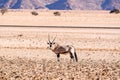 Eautiful Gemsbok, also called Oryx antelope, standing in the Namib Desert in Namibia Royalty Free Stock Photo