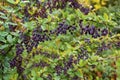 Ãâeautiful lush Bush with berries of Berberis ottawensis