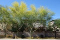 Eautiful Palo Verde along Xeriscaped Public Street in Phoenix, AZ Royalty Free Stock Photo