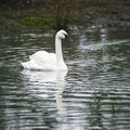Eautiful portrait of Trumpeter Swan Cygnus Buccinator on water i