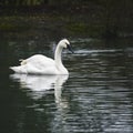 Eautiful portrait of Trumpeter Swan Cygnus Buccinator on water i