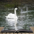 Eautiful portrait of Trumpeter Swan Cygnus Buccinator on water i Royalty Free Stock Photo