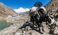 EBC Trekking Himalaya Royalty Free Stock Photo