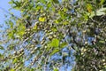 Ebenaceae fruit on the tree in the garden.