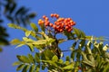 Eberesche Orange Beeren Royalty Free Stock Photo