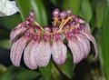 Eberhardts Bulbophyllum Orchid