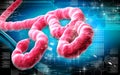 Ebola virus Royalty Free Stock Photo