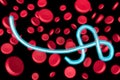 Ebola virus and blood cells... Royalty Free Stock Photo