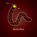 Ebola Virus - Structure. Minimalistic template design