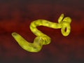 Ebola virus Royalty Free Stock Photo