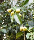 Ebony fruit and leaf on tree