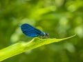 Ebony jewelwing bug insect.