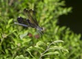 Ebony jewelwing (Calopterix maculate)