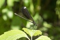 Ebony Jewelwing (Calopteryx Maculata) on a leaf Royalty Free Stock Photo