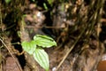 Ebony Jewelwing Damselfly 703590