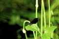 Ebony Jewelwing Damselfly  50826 Royalty Free Stock Photo