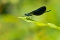 Ebony Jewelwing Damselfly - Calopteryx maculata Royalty Free Stock Photo