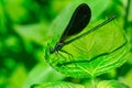 Ebony Jewelwing Damselfly - Calopteryx maculata Royalty Free Stock Photo