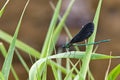 Ebony Jewelwing Damselfly perched on a blade of grass Royalty Free Stock Photo